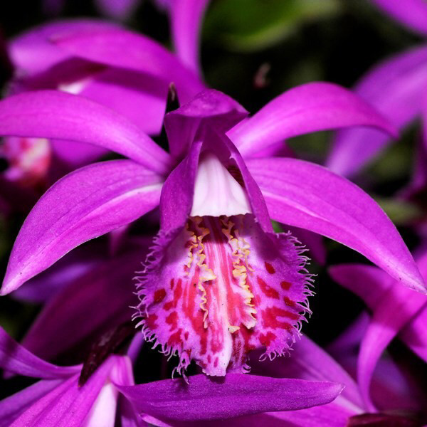 Pleone Tongariro Orchid