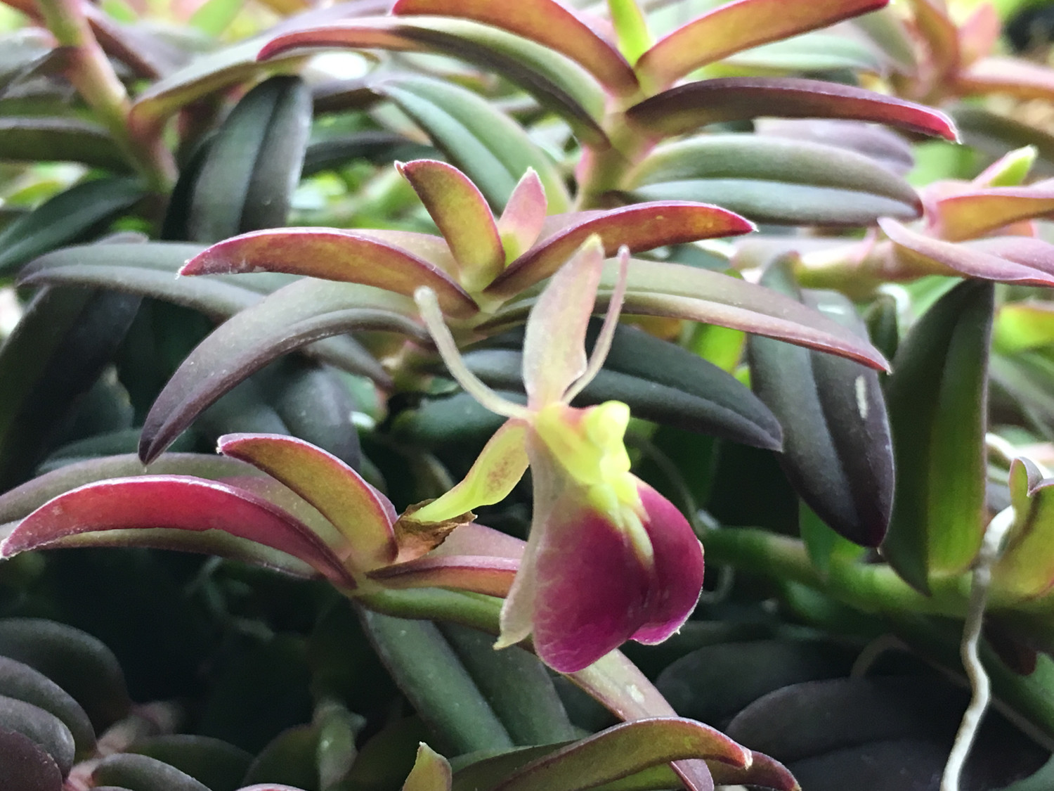 Epidendrum Porpax Orchid