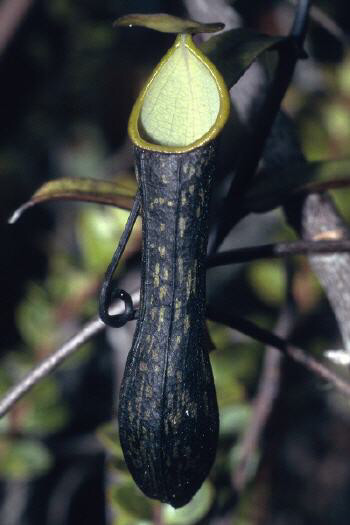 Nepenthes mikei