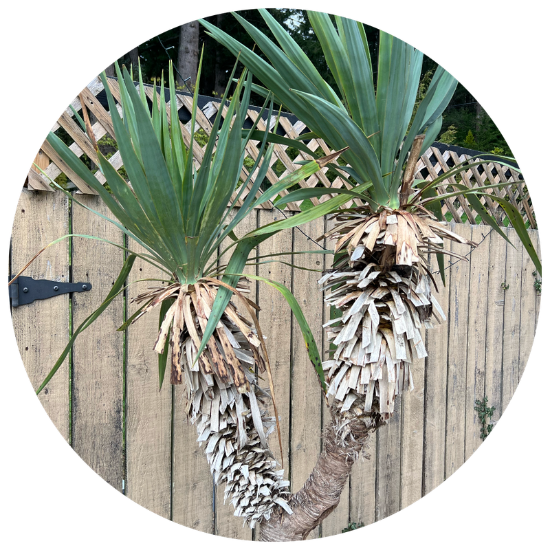 Cold-Hardy Yuccas for Canadian Gardens 