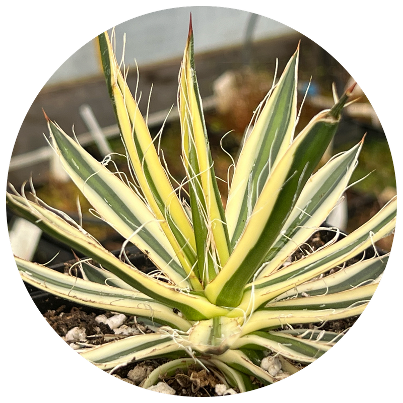 Cold Hardy agave