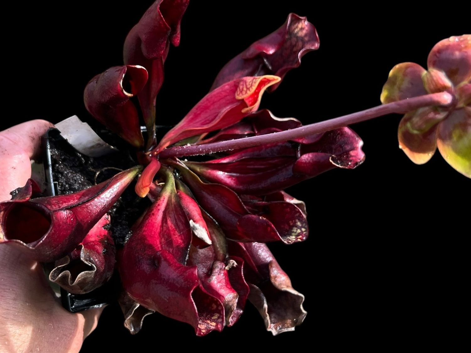Sarracenia purpurea sub sp. purpurea Lunenburg Co. NS - Large