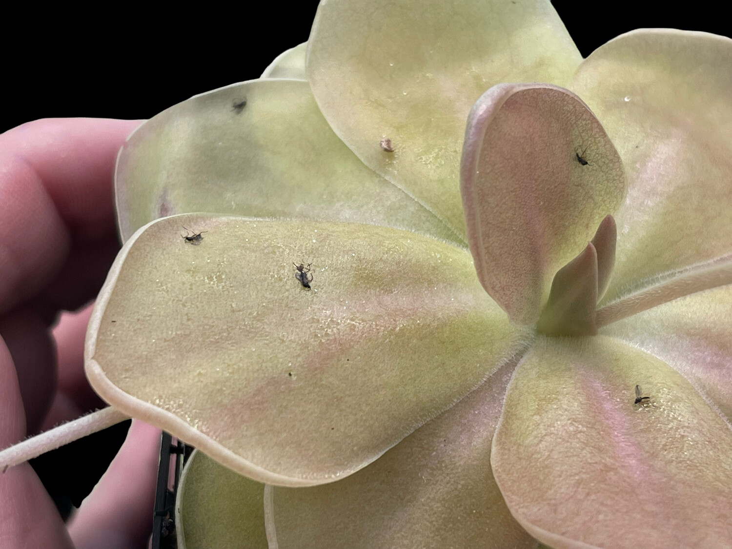 20 Wholesale Butterwort (Pinguicula) Kit