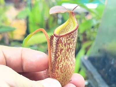 Nepenthes spectabilis x leonardoi BGH - Seed Grown