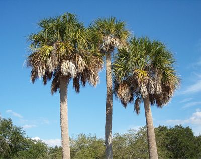 Sabal palmetto Palm