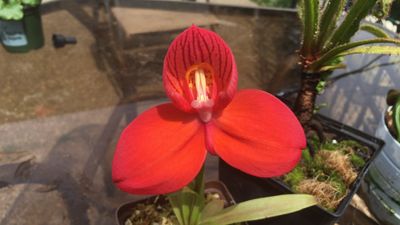 Disa uniflora Orchid