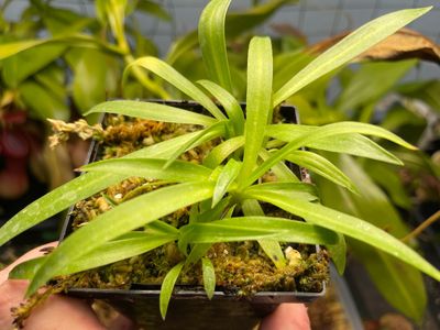 Disa uniflora Orchid