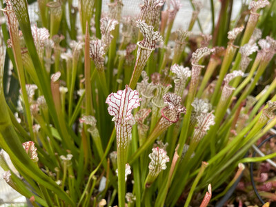18 Wholesale Sarracenia Pack
