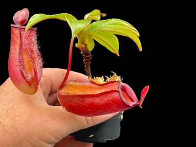 18 Wholesale Tropical Pitcher Plant (Nepenthes) Kit