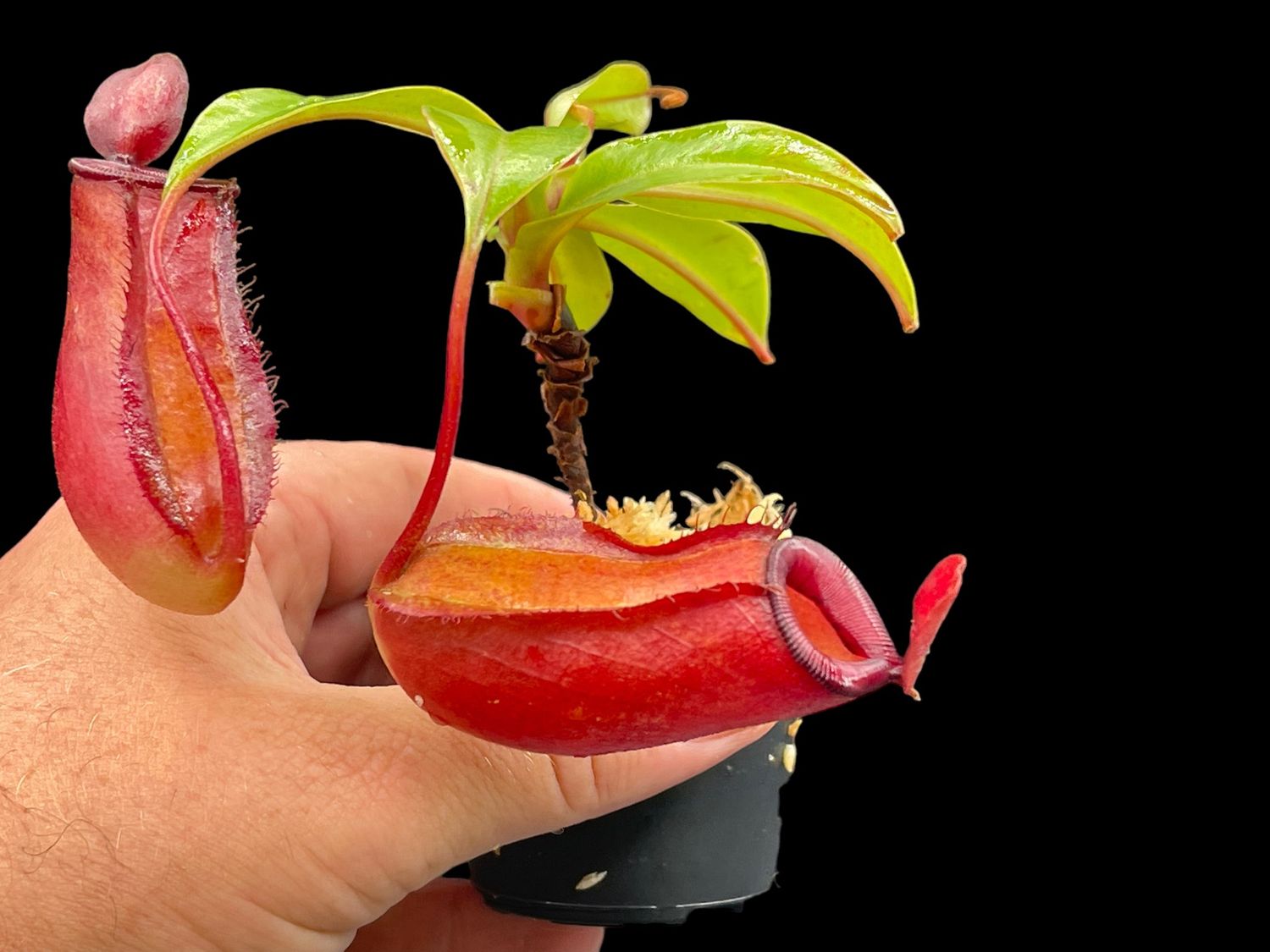 18 Wholesale Tropical Pitcher Plant (Nepenthes) Kit