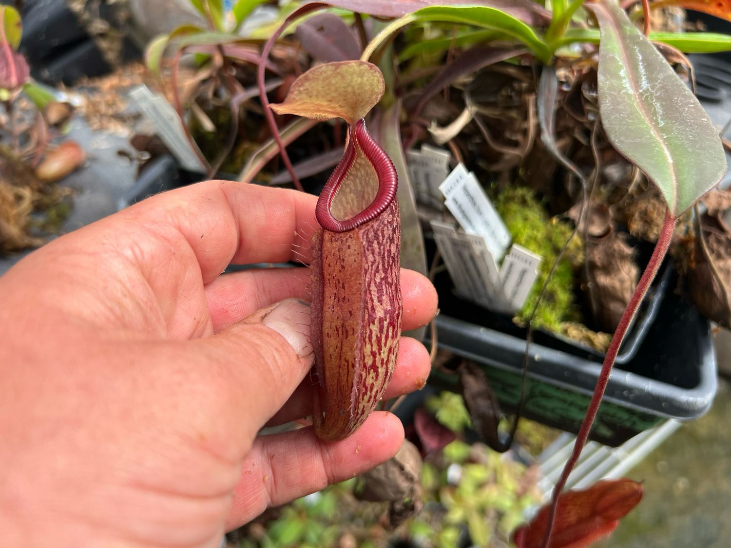 Nepenthes (Hamata x glabrata) x (burb x eddie)