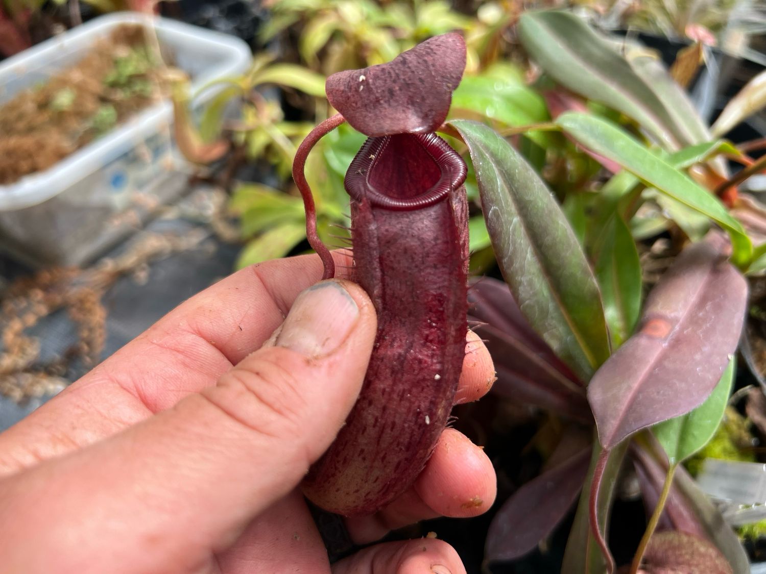 Nepenthes (Hamata x glabrata) x (burb x eddie)