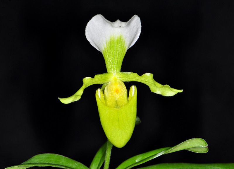 Paphiopedilum barbigerum v. aureum ('High Hat' x 'Bumble') - multiple growths