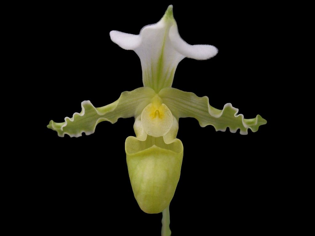 Paphiopedilum tranlienianum v. album 'Mystery' x self 