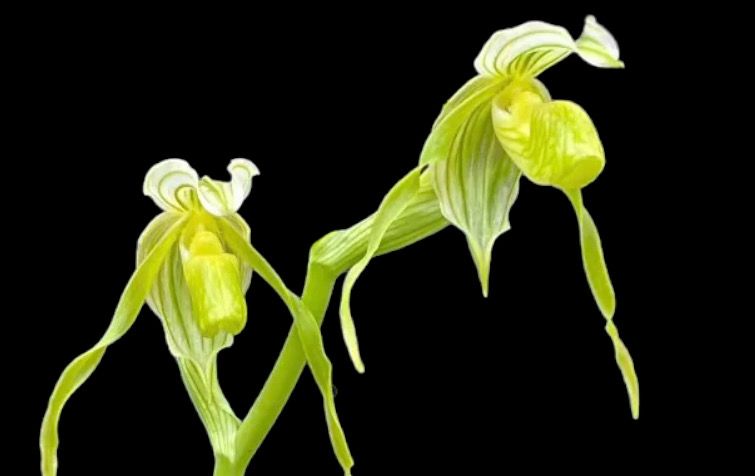 Paphiopedilum kolopakingii v. album 'Green Delight' x self