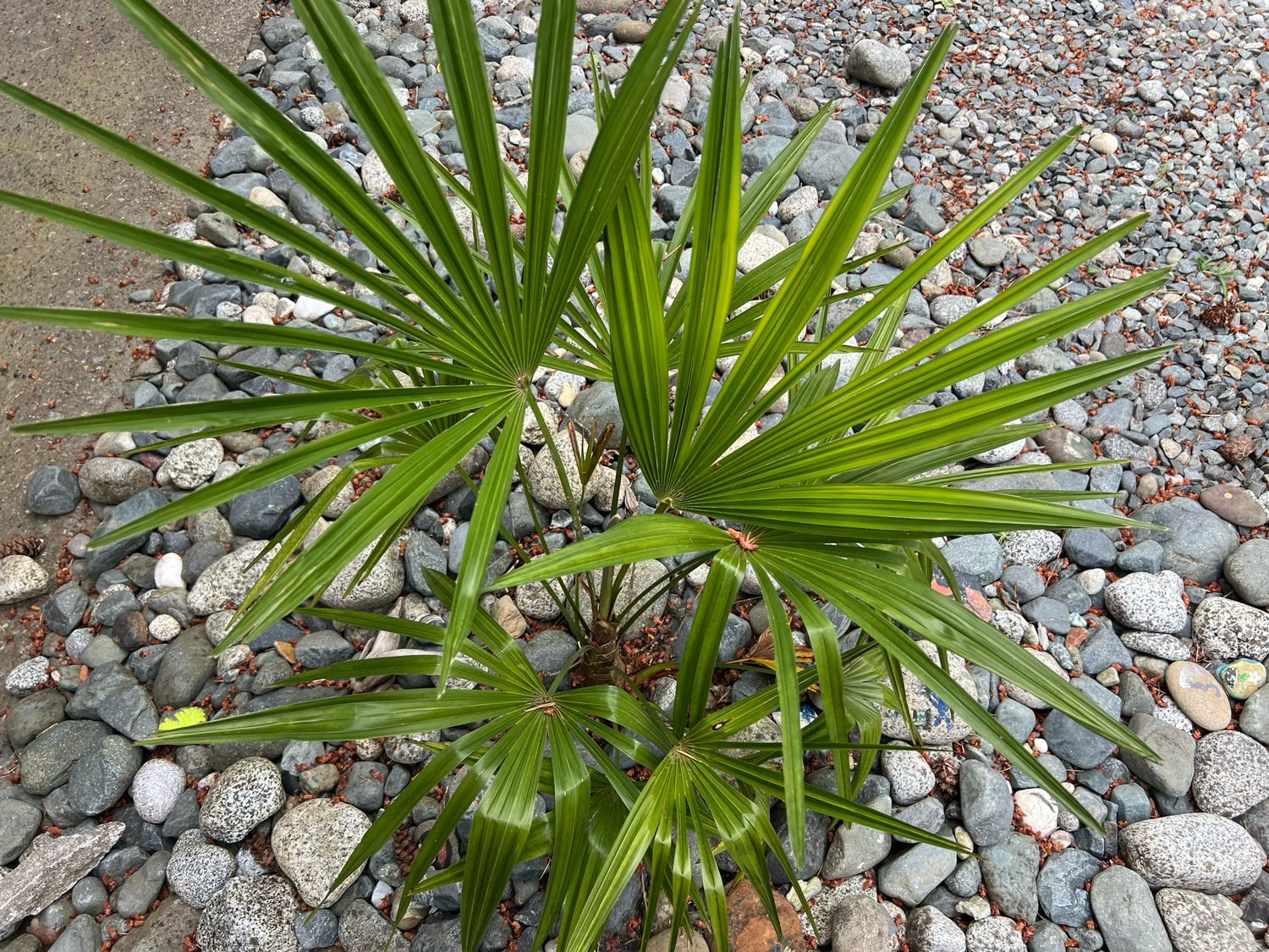Trachycarpus nova x wagnerianus - (Large) Rare and last one!