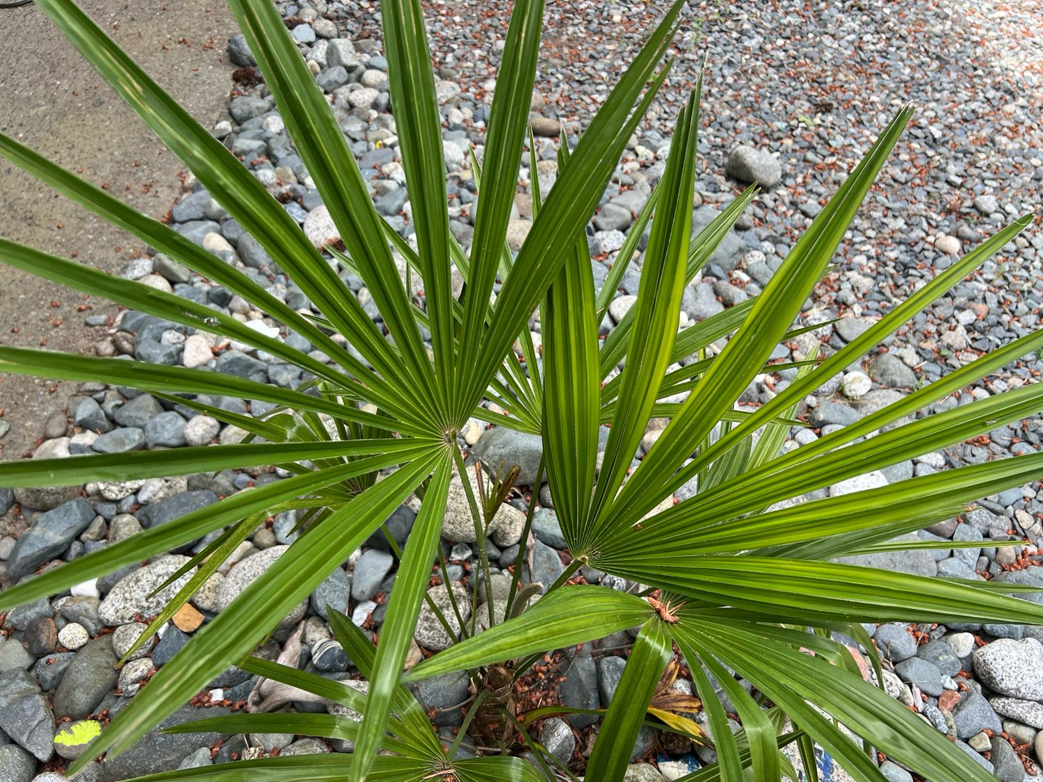 Trachycarpus nova x wagnerianus - (Large) Rare and last one!