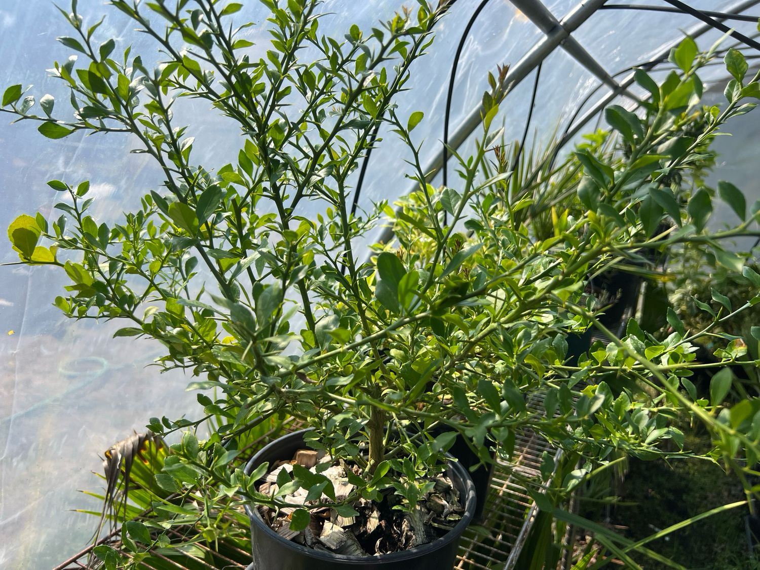Finger Lime x Key Lime Citrus - (Rooted Cuttings) Limited! Rare!
