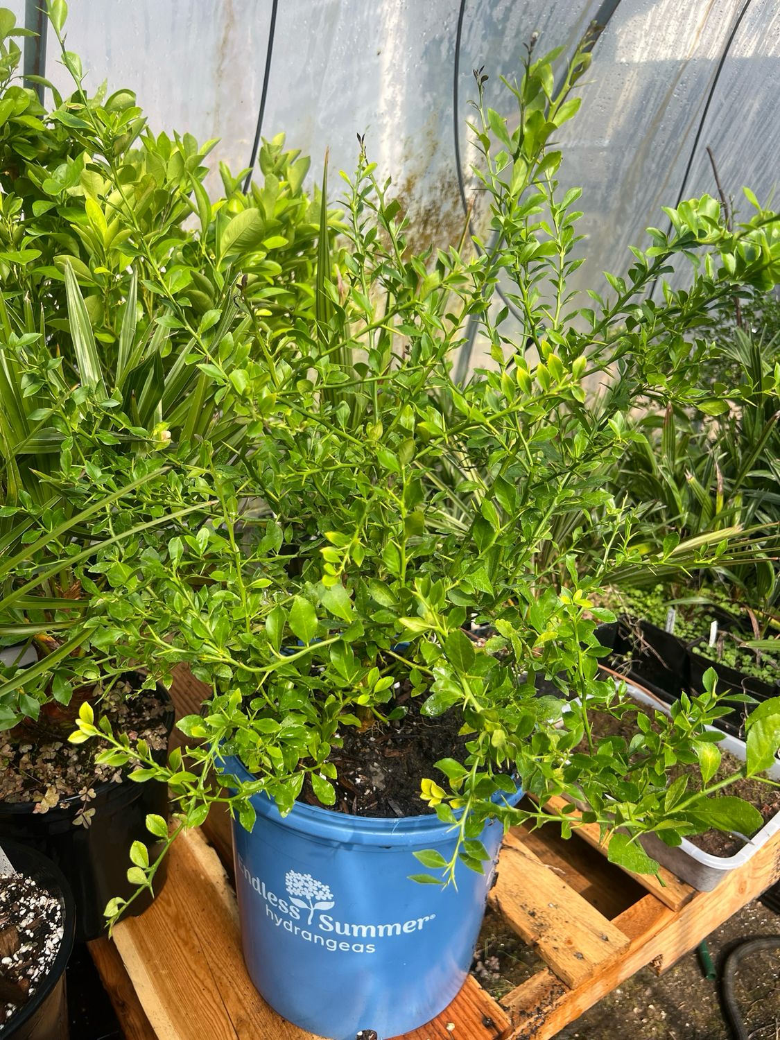 Finger Lime x Key Lime Citrus - (Rooted Cuttings) Limited! Rare!
