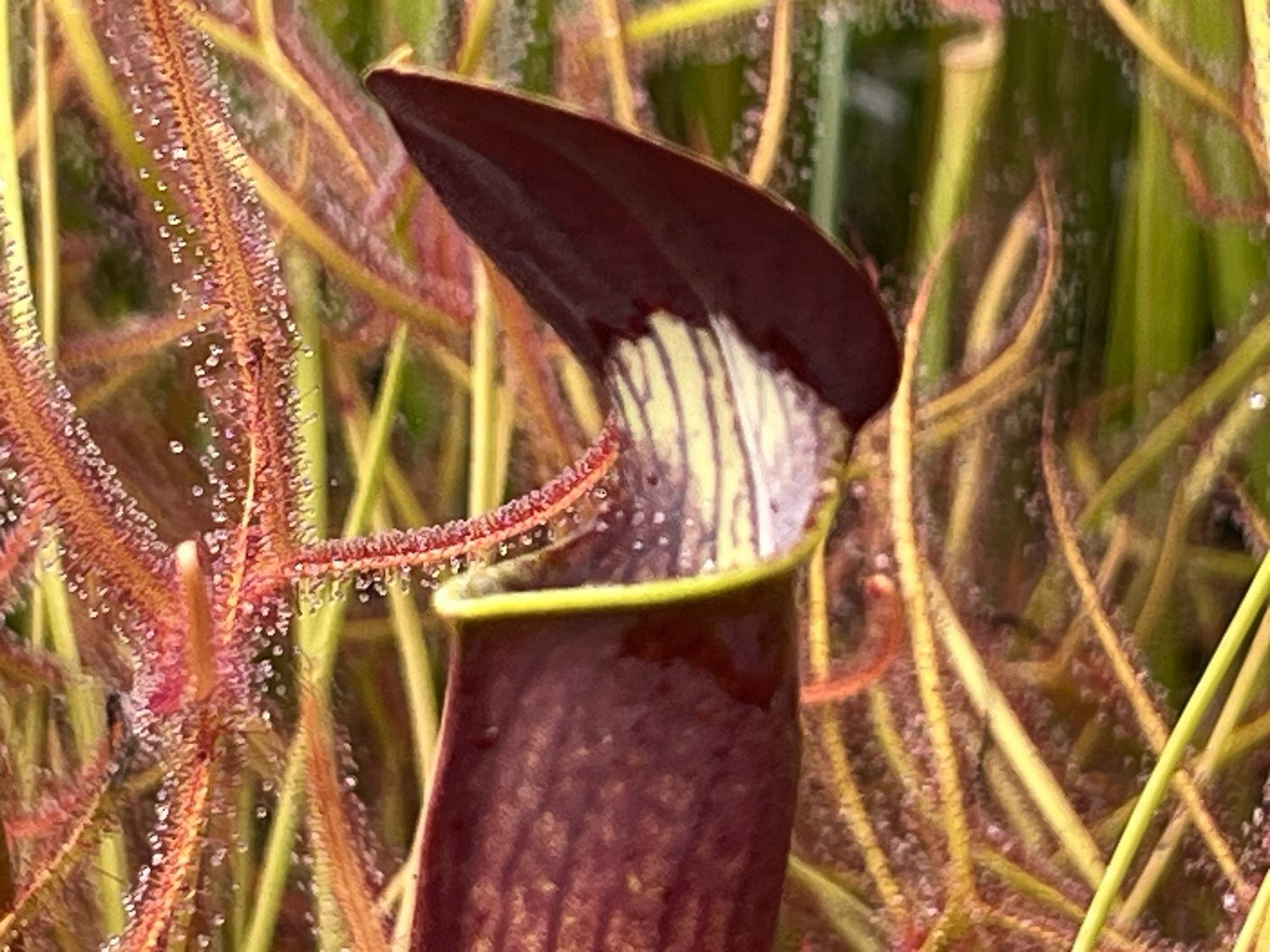 Sarracenia alata ‘Night’ x  alata ‘Night’ Amazing Dark Pitchers!