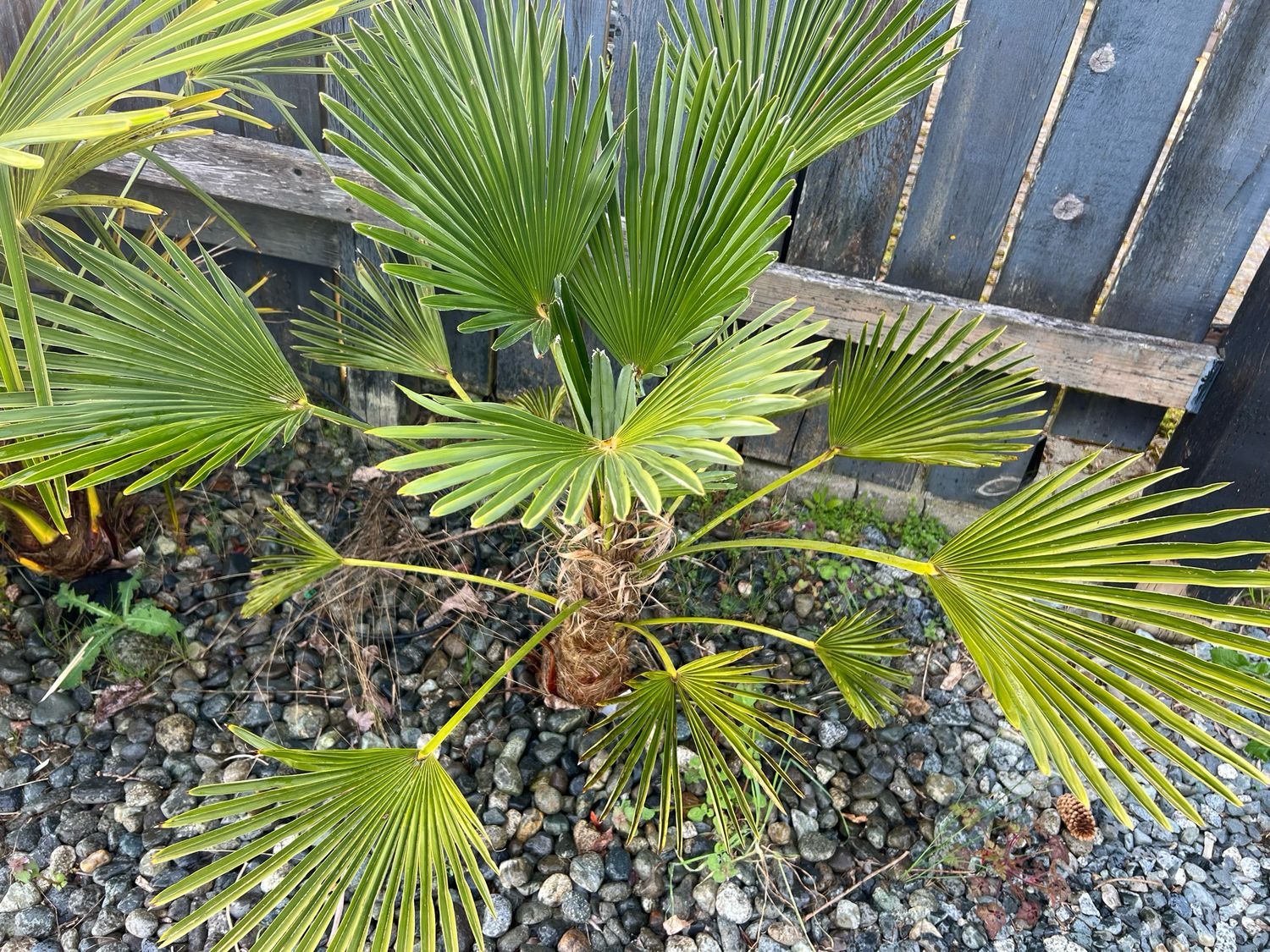 Trachycarpus wagnerianus, "Waggie Palm" (Medium)