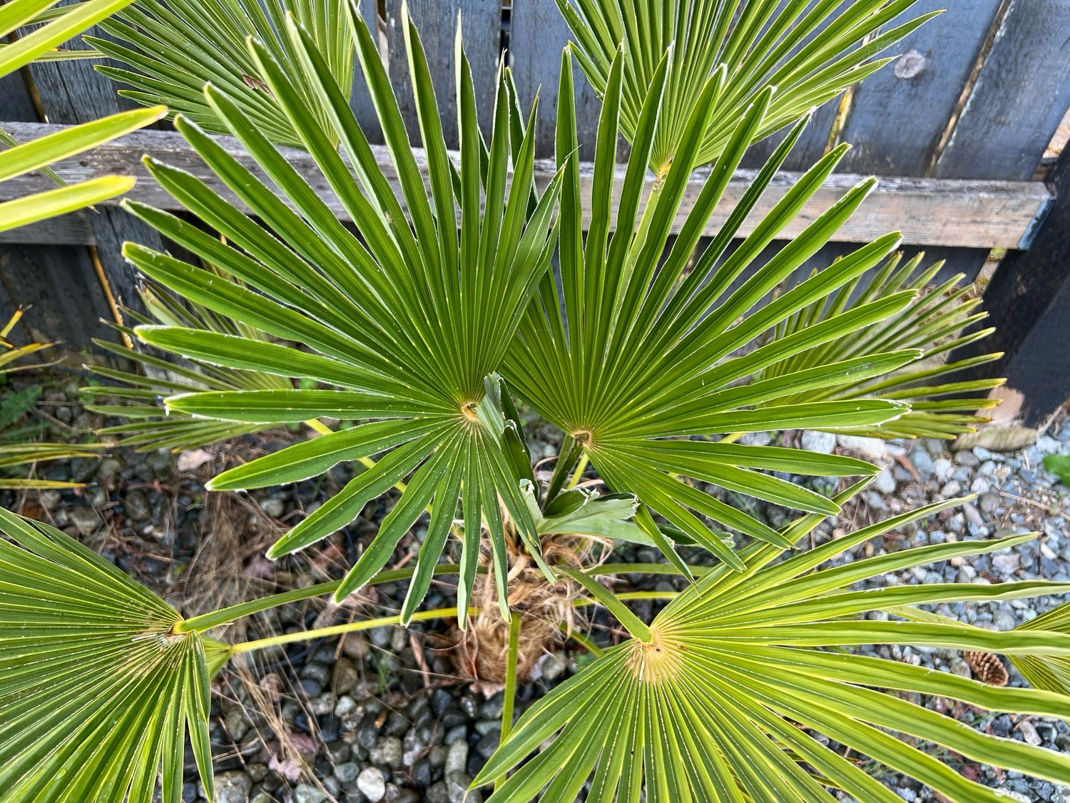 Trachycarpus wagnerianus, "Waggie Palm" (Medium)