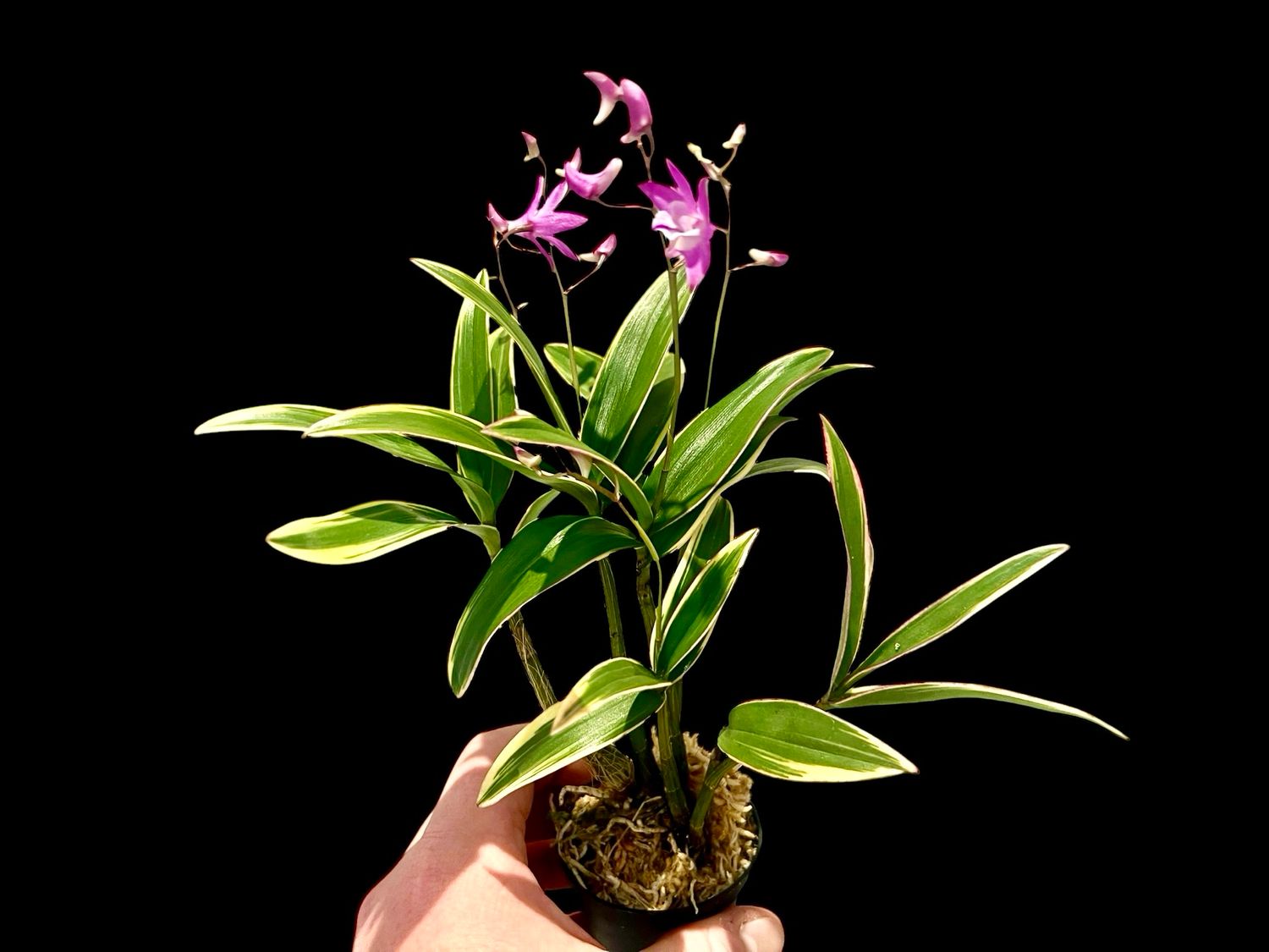 Dendrobium kingianum variegated Orchid 
