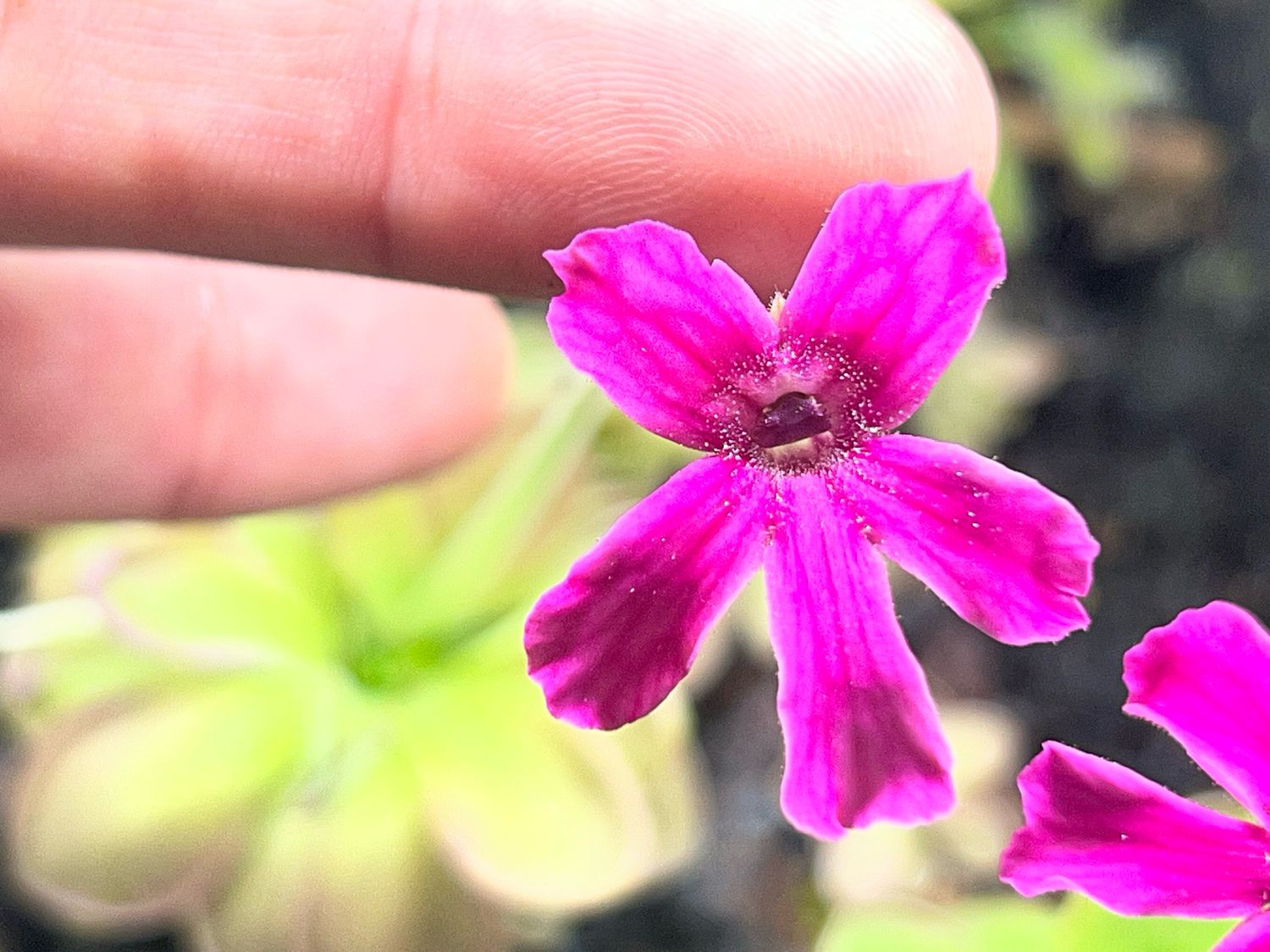 Pinguicula Malibu Barbie (small) Limited!