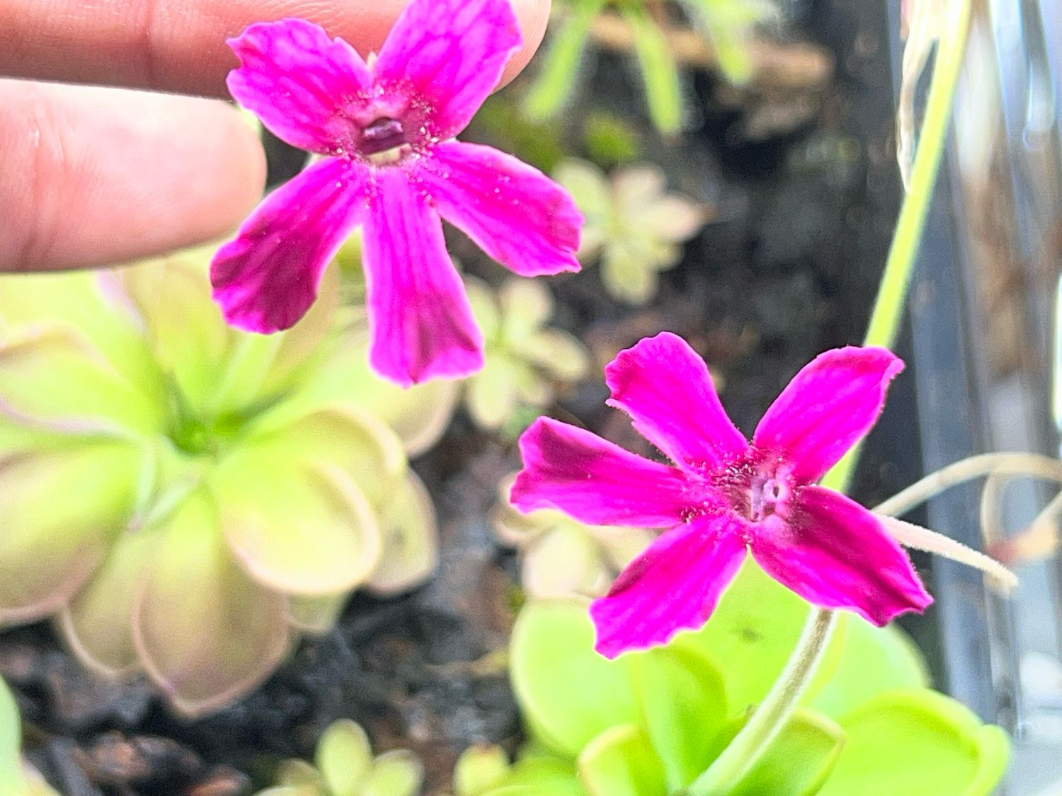 Pinguicula Malibu Barbie (small) Limited!