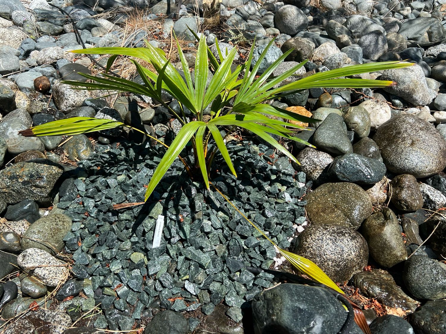 Livistona decora (Ribbon Fan Palm)
