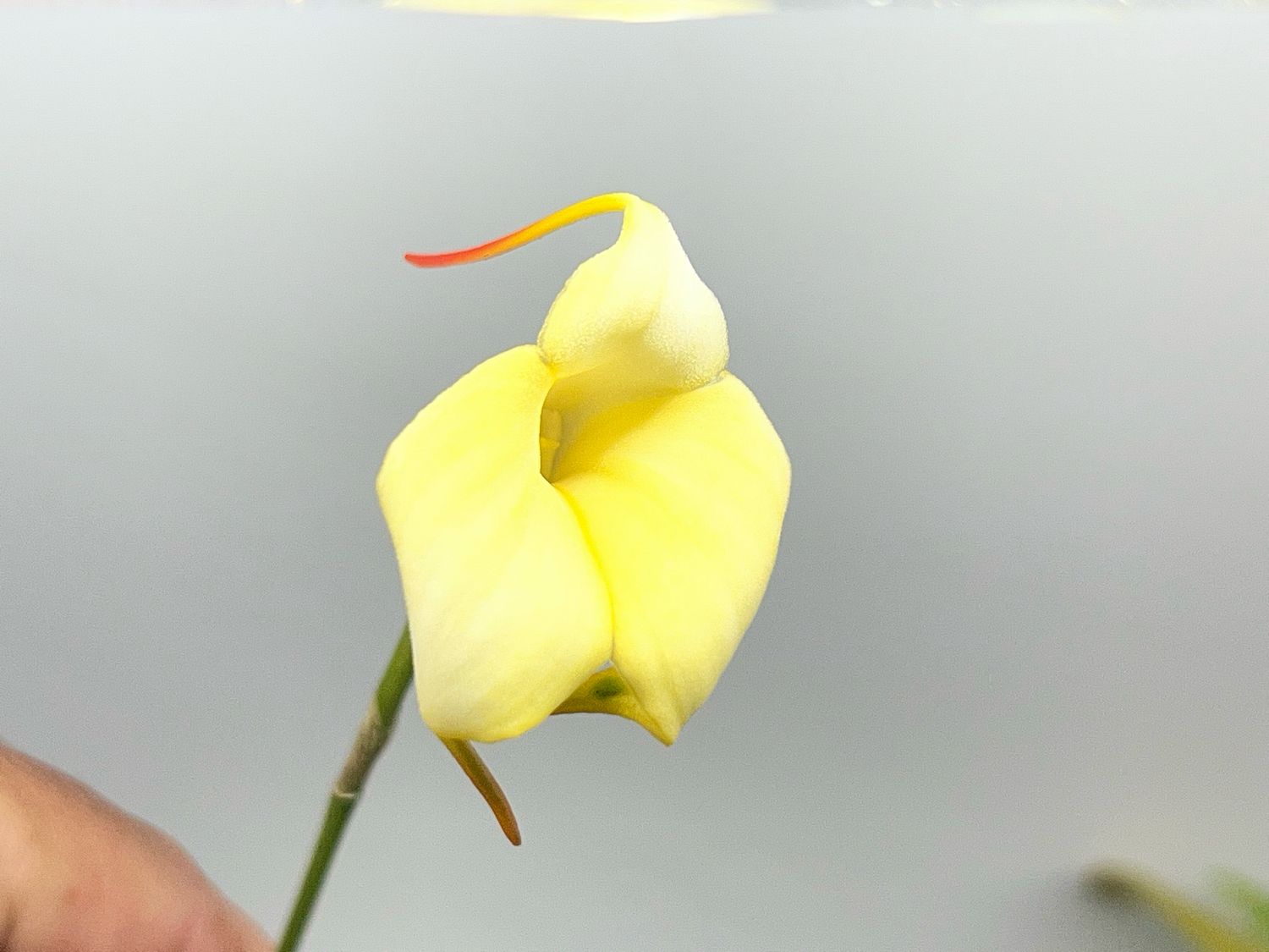 Masdevallia Hibrida Orchid