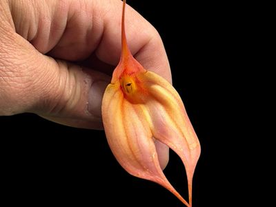 Masdevallia Falcata Orchid (Masd. veitchiana x Masd. coccinea)