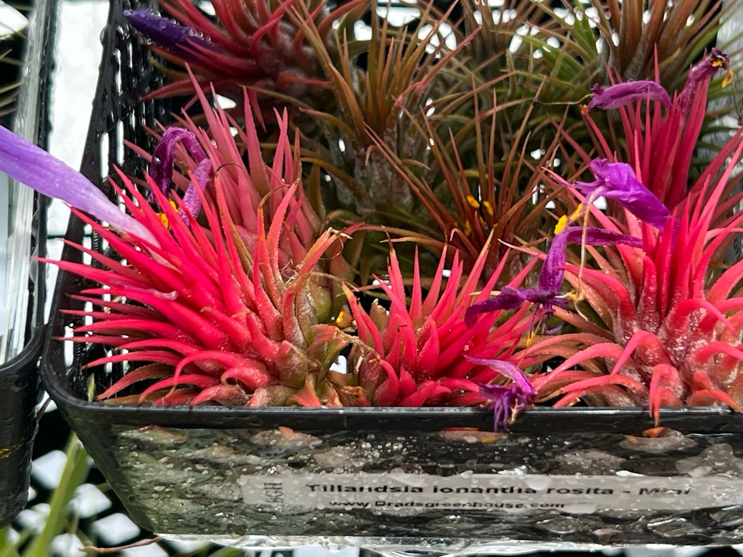 Tillandsia ionantha rosita - Rare!