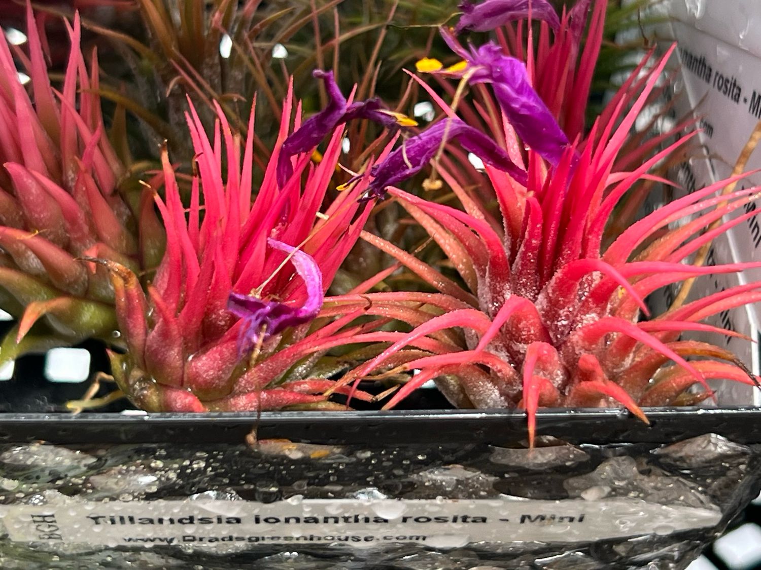 Tillandsia ionantha rosita - Rare!