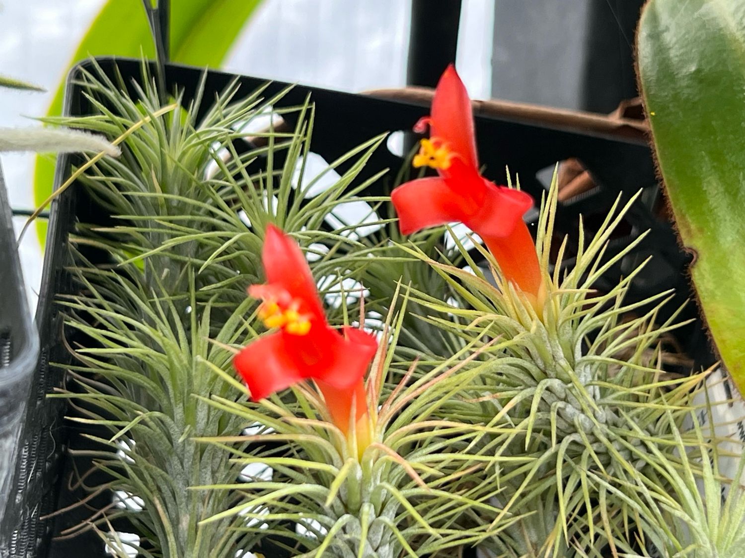 Tillandsia funckiana var. recurviflolia - Rare! 