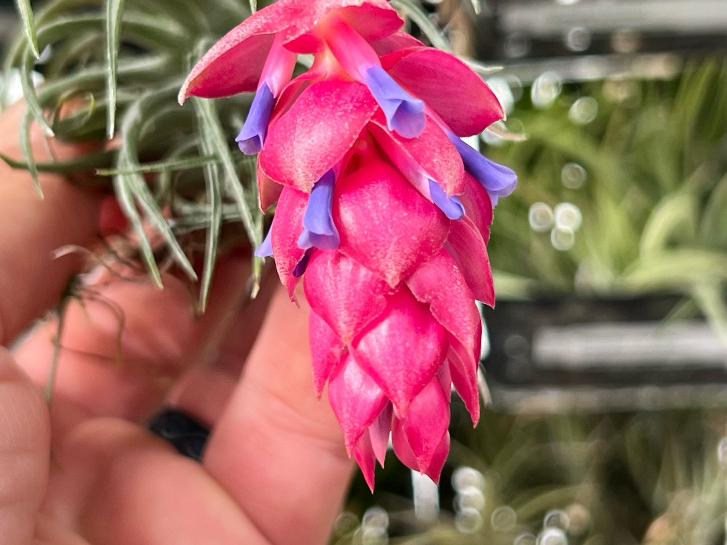 Tillandsia Houston Green Compact