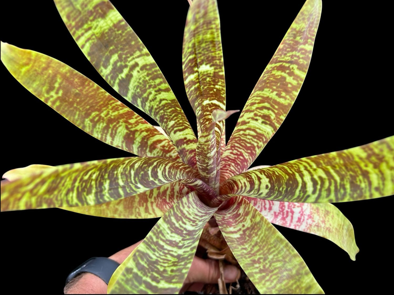 Goudaea ospinae var. gruberi - Bromeliad