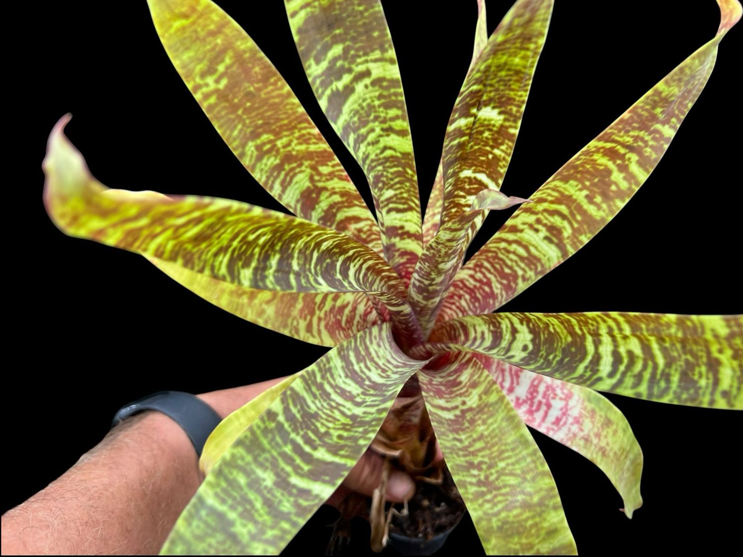 Goudaea ospinae var. gruberi - Bromeliad