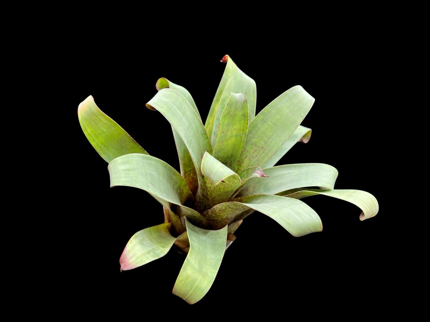 Vriesea saundersii - Bromeliad