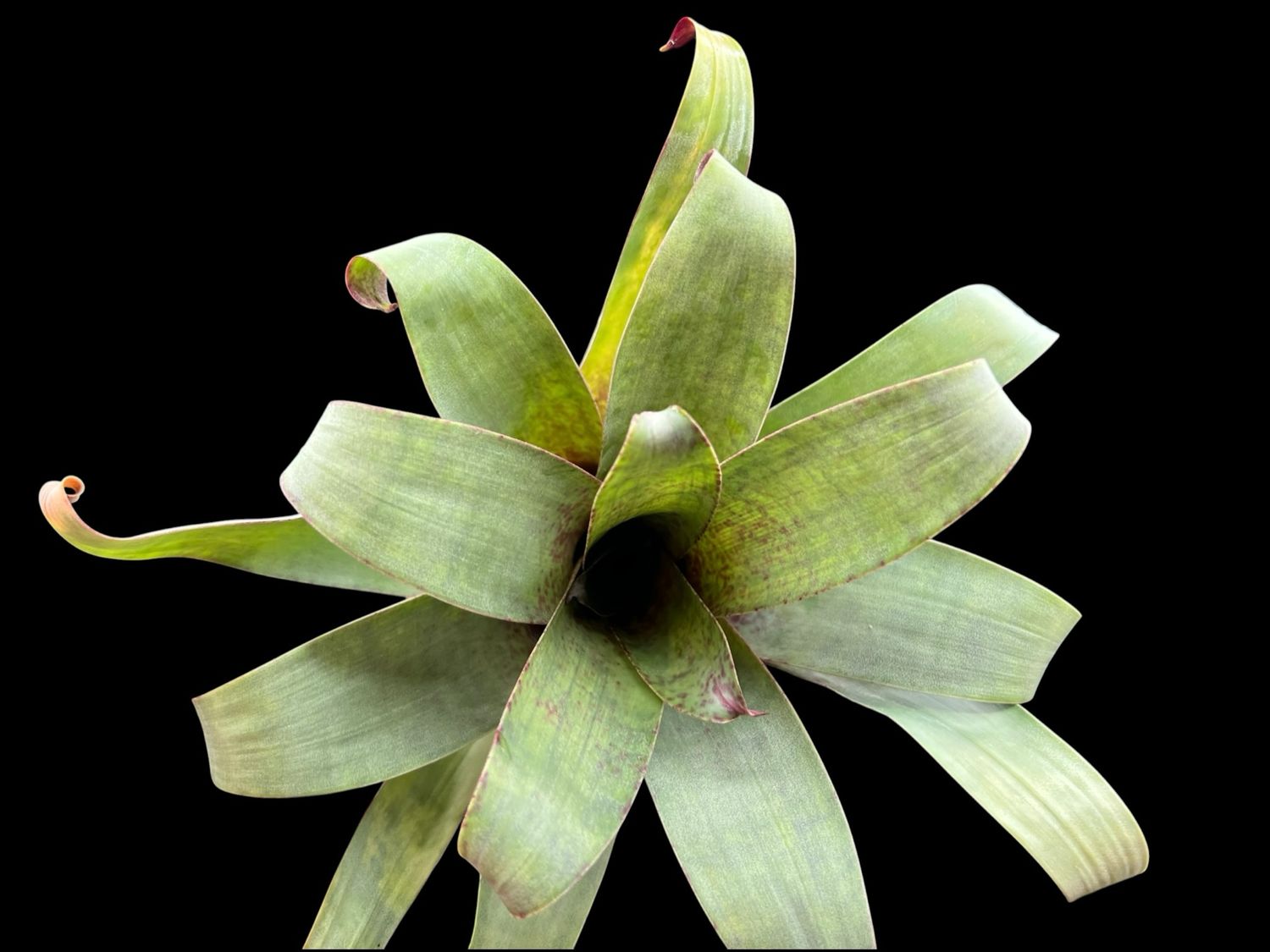 Vriesea saundersii - Bromeliad