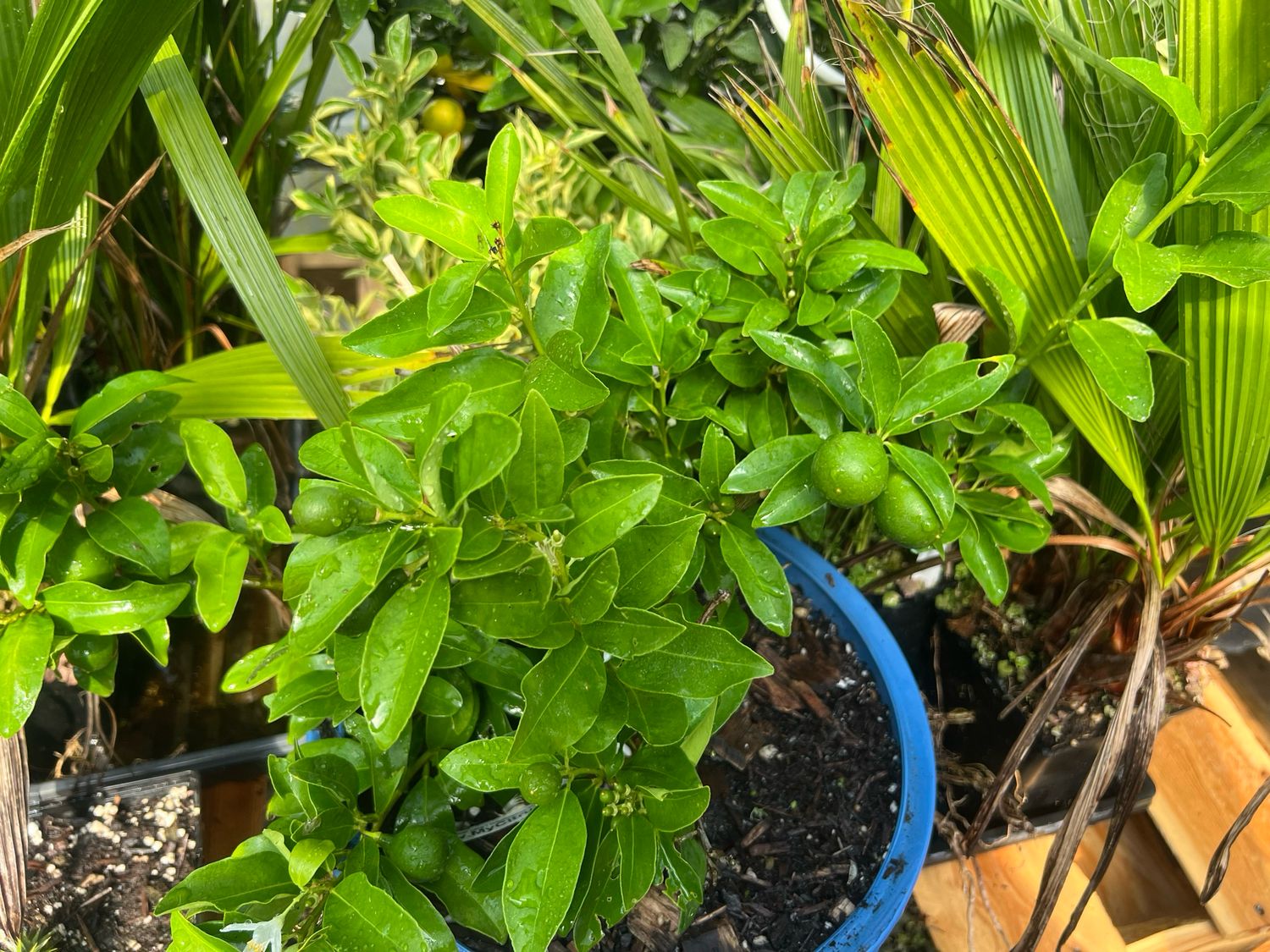 Limequat -  Dwarf citrus