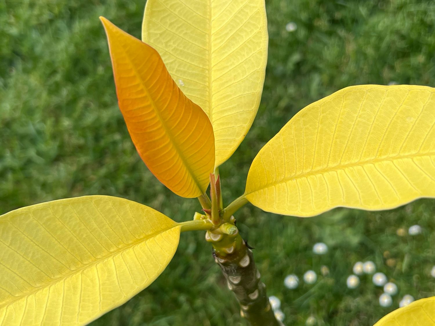 Plumeria Frangipani Tree - Siam Gold - Only 1 Available!