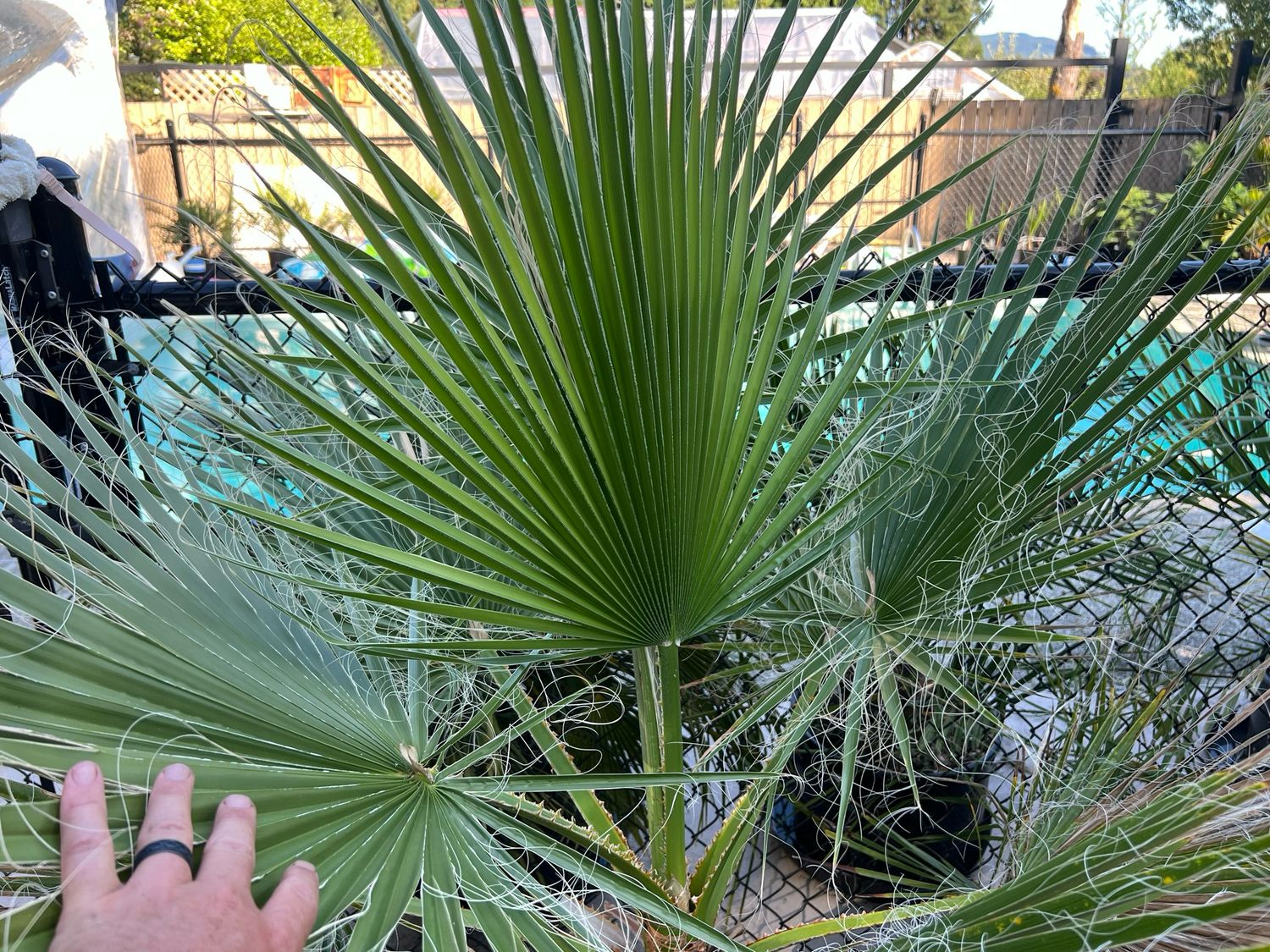 Washingtonia robusta palm -Large