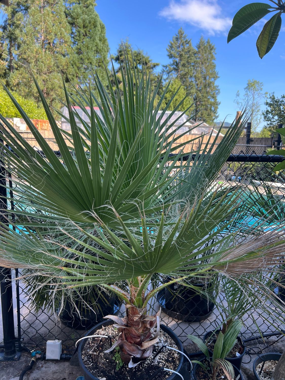 Washingtonia robusta palm -Large