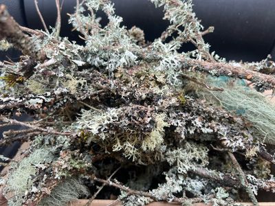 Live Lichen Assortment (12-Pack) – Usnea, Hypogymnia, Evernia, Ramalina &amp; More