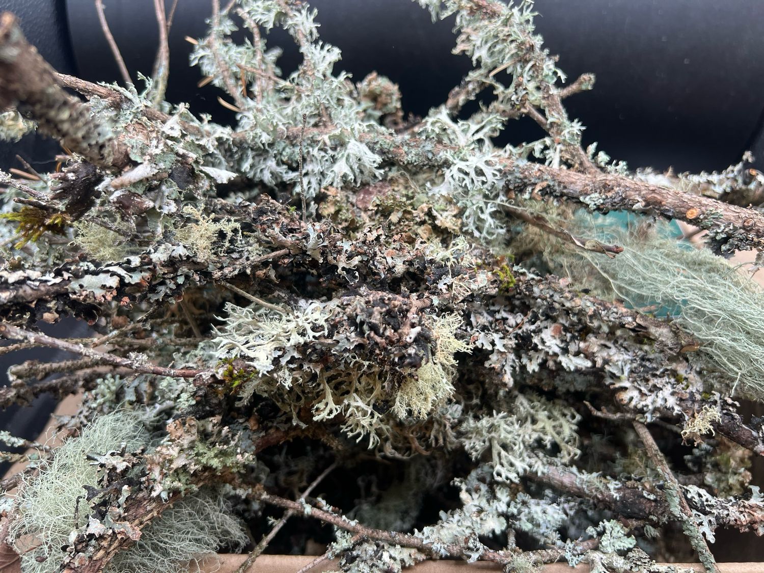 Live Lichen Assortment (12-Pack) – Usnea, Hypogymnia, Evernia, Ramalina &amp; More