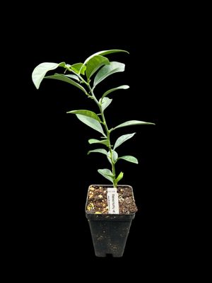 Meiwa kumquat -  Fortunella crassifolia