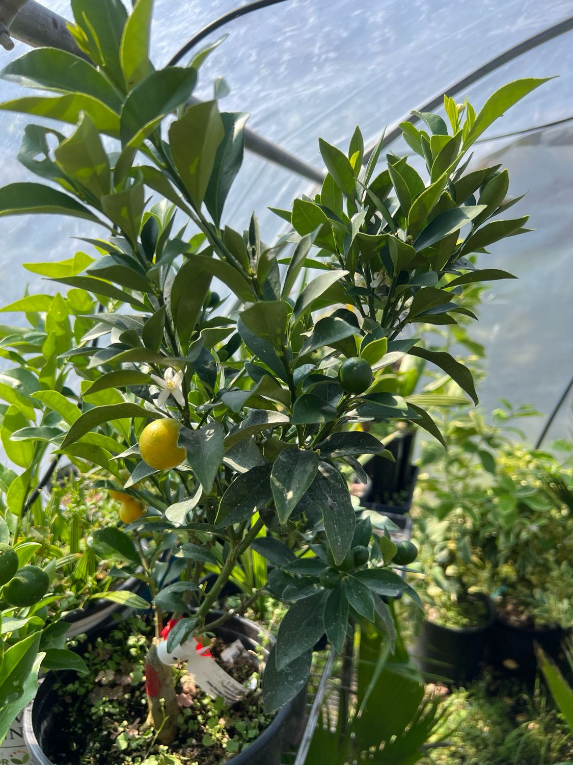 Meiwa kumquat -  Fortunella crassifolia