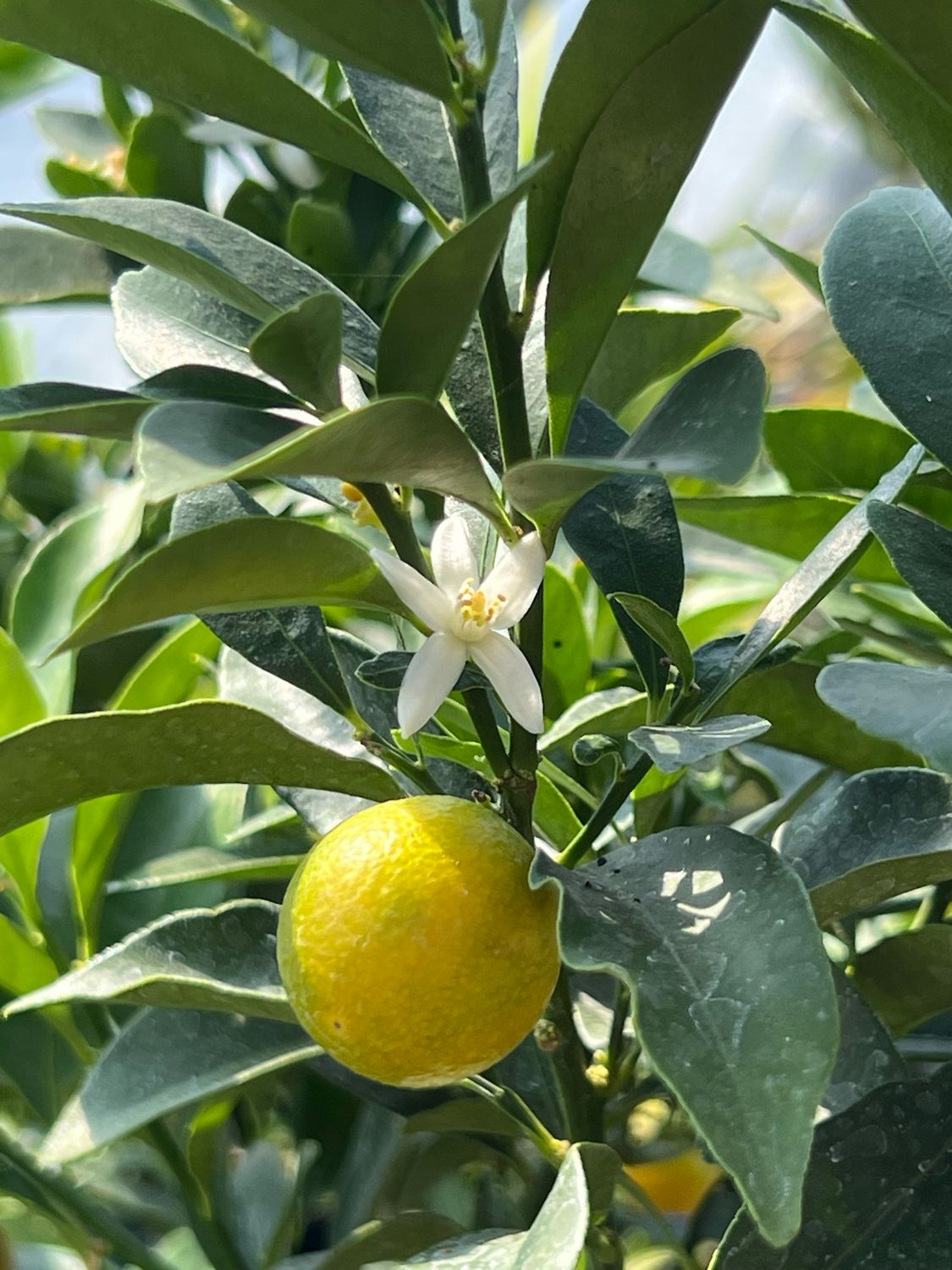 Meiwa kumquat -  Fortunella crassifolia