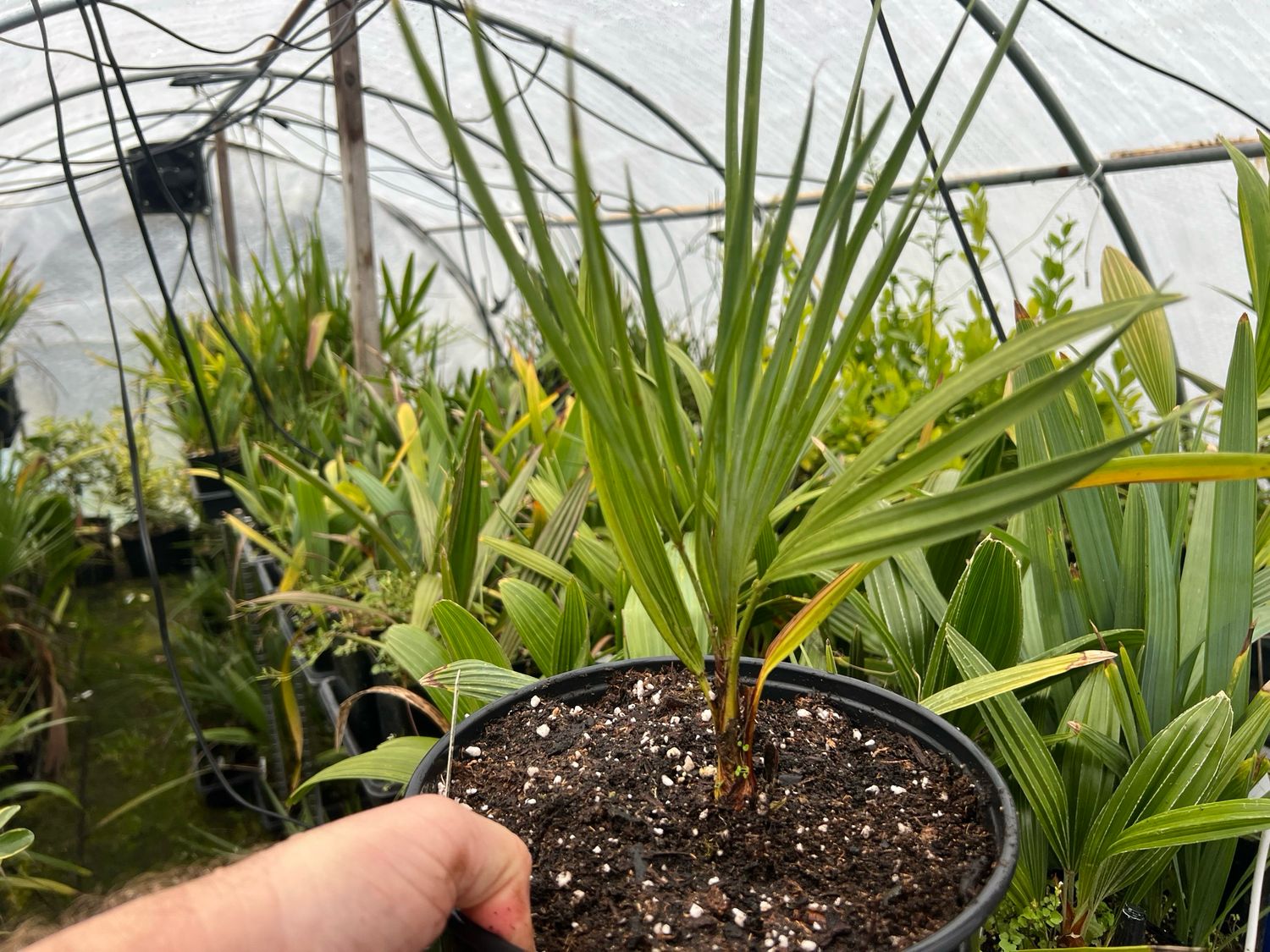 Chamaerops humilis var. cerifera | Blue Mediterranean Fan Palm Canada (Medium)